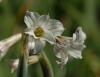 Show product details for Phaiophleps biflora
